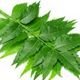 Homemade Remedies