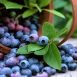 Amazing Health Benefits of Bilberry