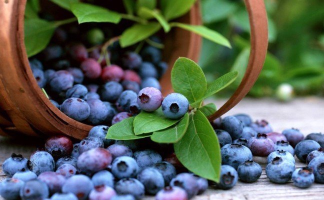 Amazing Health Benefits of Bilberry