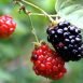 Amazing Health Benefits of Blackberry