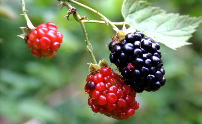 Amazing Health Benefits of Blackberry