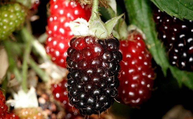 Amazing Health Benefits of Boysenberries