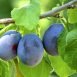 Amazing Health Benefits of Damson