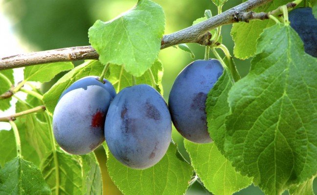 Amazing Health Benefits of Damson