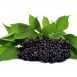 Amazing Health Benefits of Elderberry