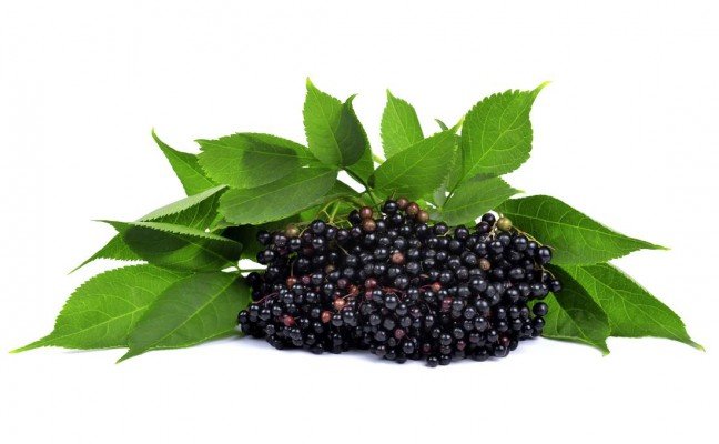 Amazing Health Benefits of Elderberry