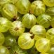 Amazing Health Benefits of Gooseberry