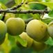 Amazing Health Benefits of Greengage