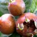 Amazing Health Benefits of Meddler