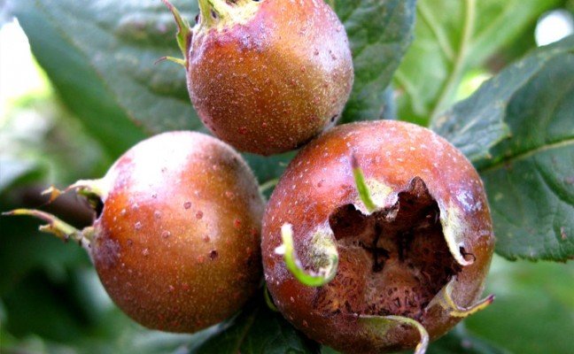 Amazing Health Benefits of Meddler