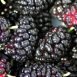 Amazing Health Benefits of Mulberry