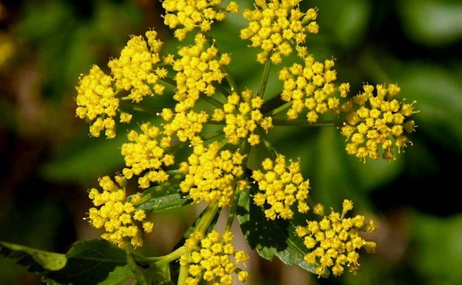 Benefits of Alexanders
