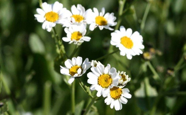 Benefits of Costmary