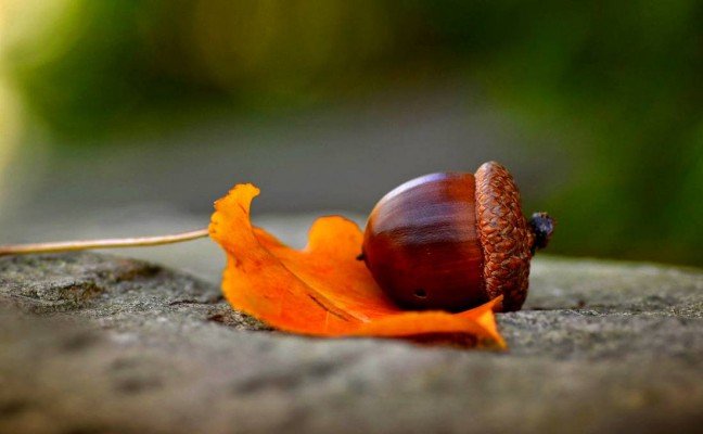 Health Benefits of Acorns
