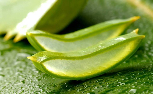 Health Benefits of Aloe Vera
