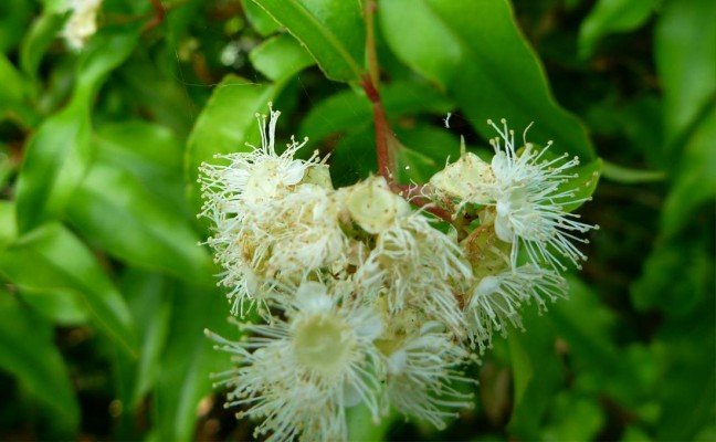 Health Benefits of Aniseed Myrtle