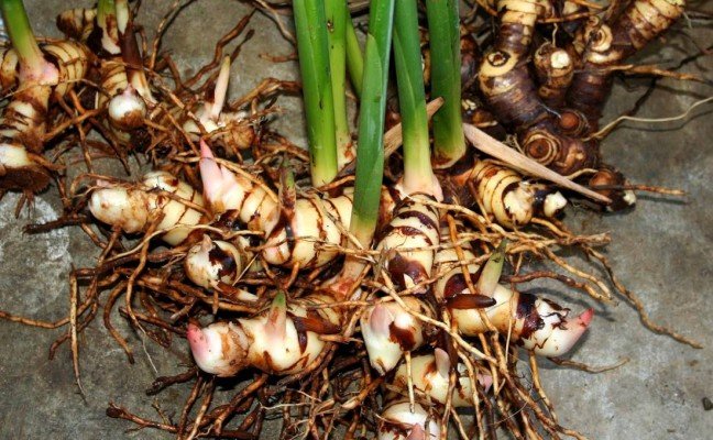 Health Benefits of Aplinia Galanga