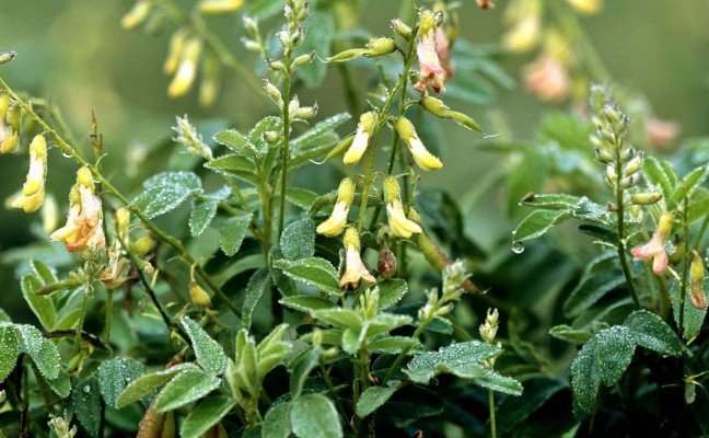 Health Benefits of Astragalus