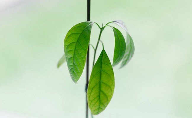 Health Benefits of Avocado Leaf