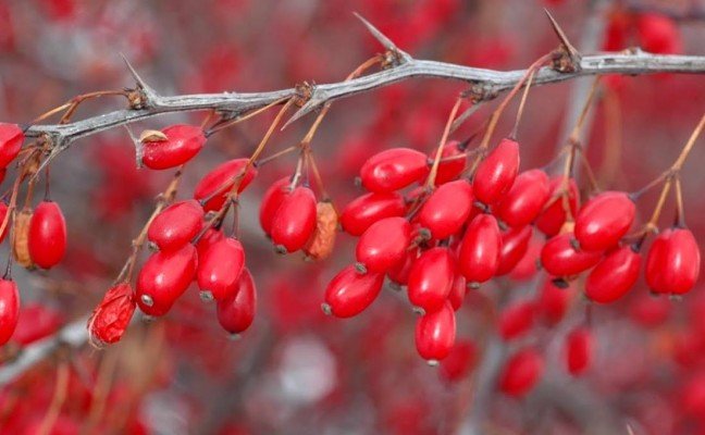 Health benefits of barberry