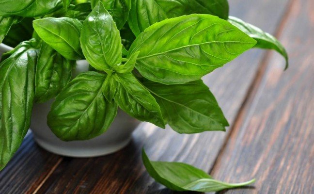 Health Benefits of Basil