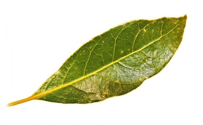 Health Benefits of Bayleaf