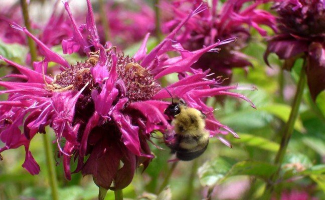 Health Benefits of Bee balm
