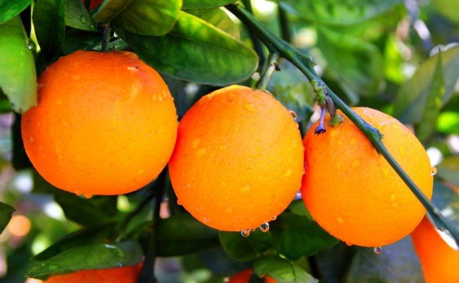 Health benefits of Bitter oranges