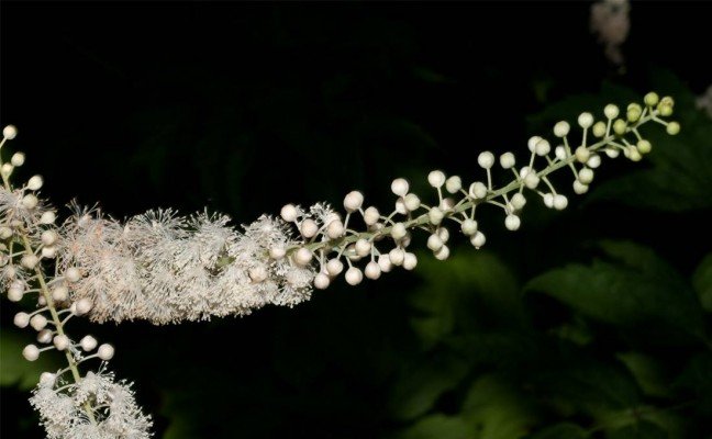 Health benefits of Black cohosh