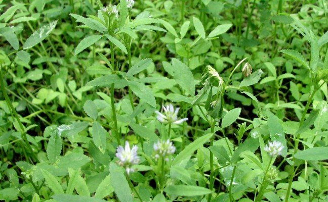 Health benefits of Blue fungreek