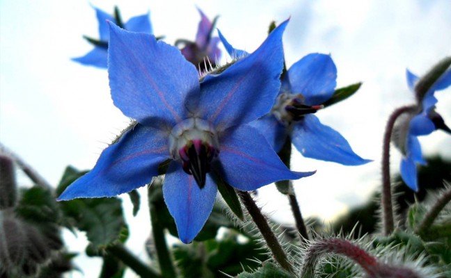 Health benefits of Borage