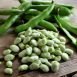 Health Benefits of Broad Beans