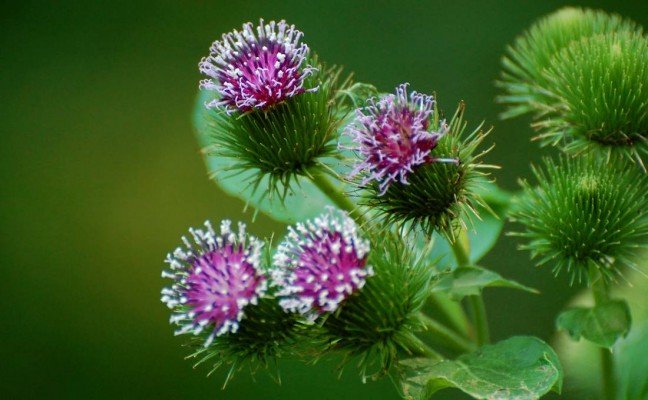 Health Benefits of Burdock