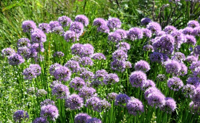 Health Benefits of Calamint