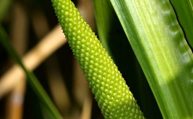 Health Benefits of Calamus