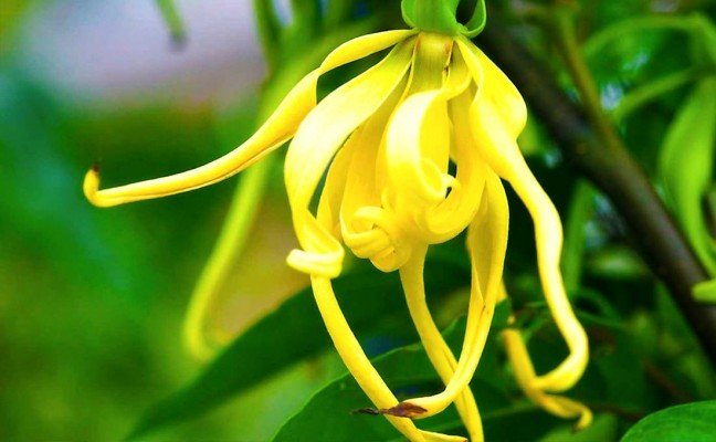 Health Benefits of Cananga