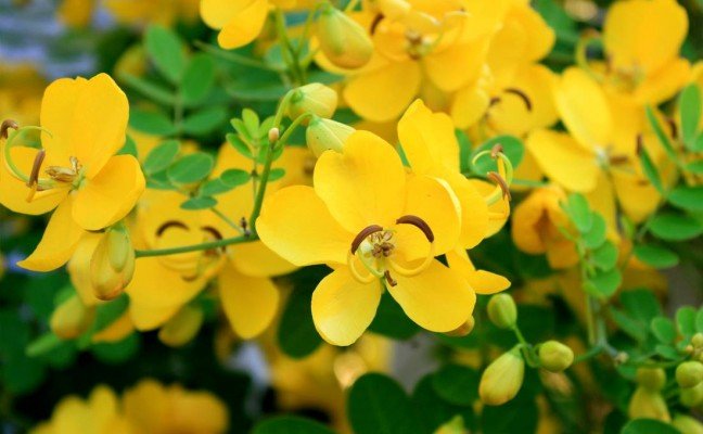 Health Benefits of Cassia