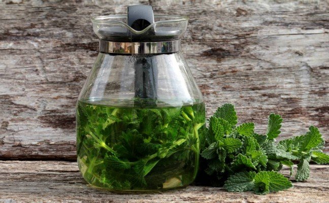 Health Benefits of Catnip