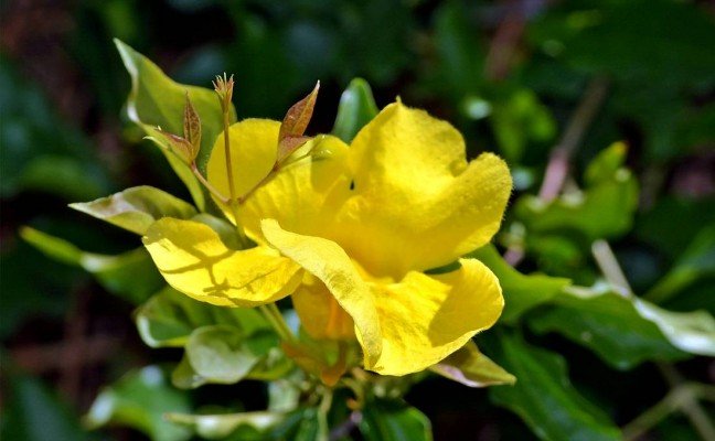 Health Benefits of Cats Claw