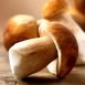 Health Benefits of Cep Mushroom