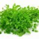 Health Benefits of Chervil