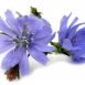 Health Benefits of Chicory