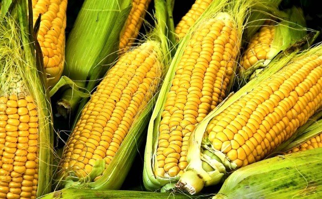 Health Benefits of Corns