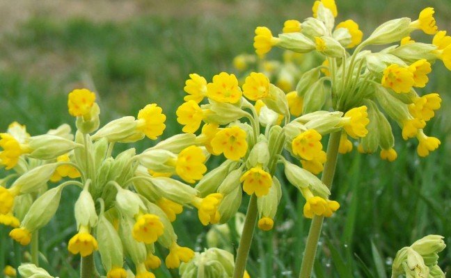 Health Benefits of Cowslip
