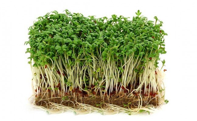 Health Benefits of Cress