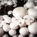 Health Benefits of Cultivated Mushroom