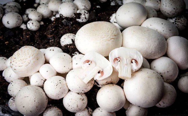 Health Benefits of Cultivated Mushroom