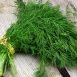 Health Benefits of Dill