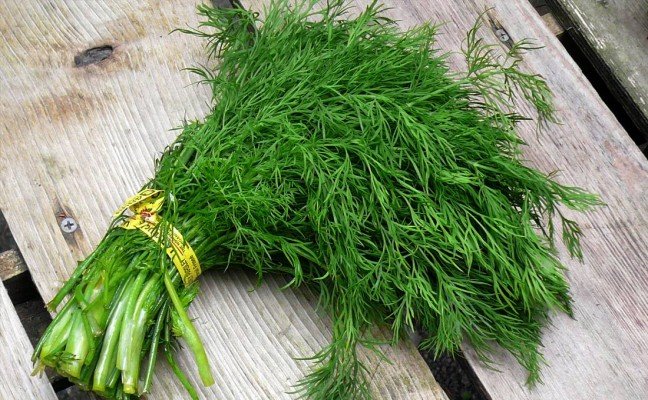 Health Benefits of Dill