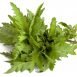 Health Benefits of Epazote